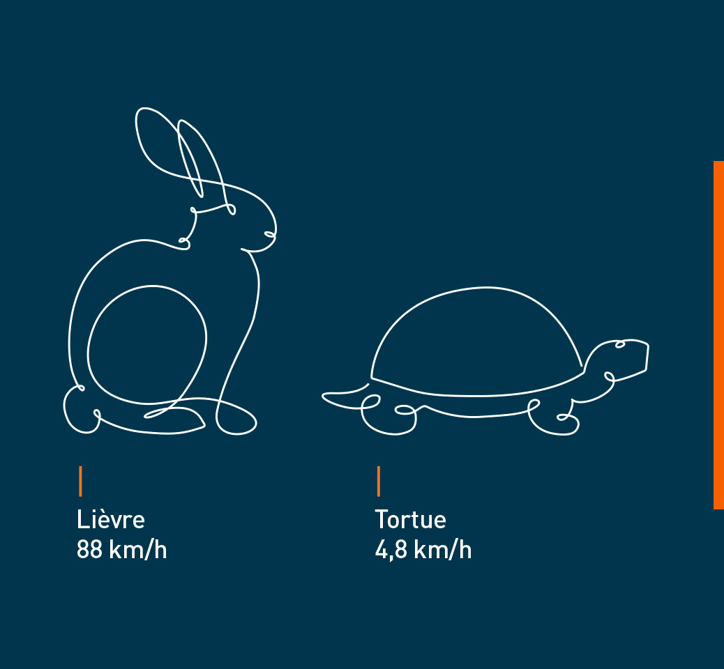 Une tortue et un lièvre