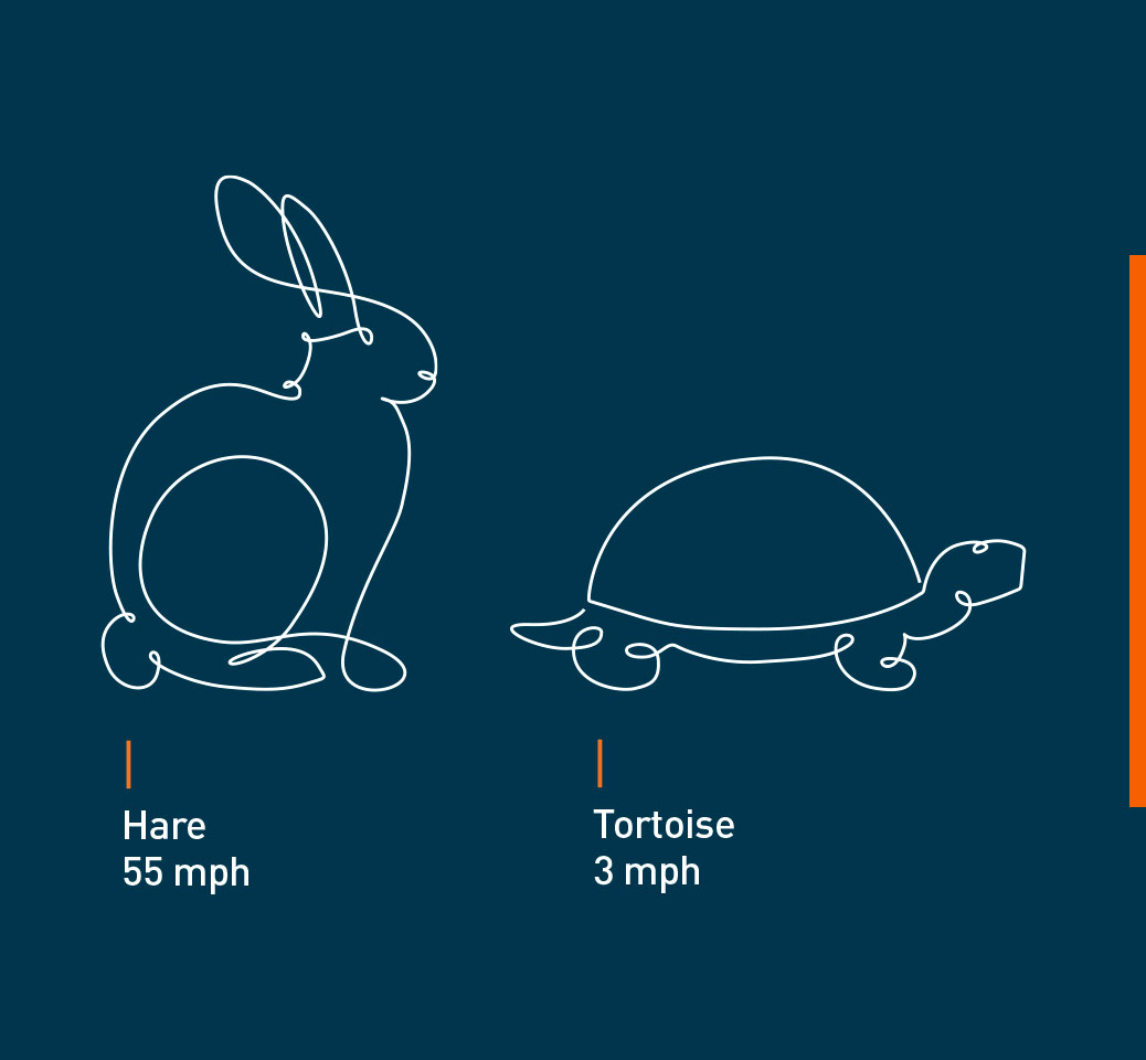 A tortoise and a hare
